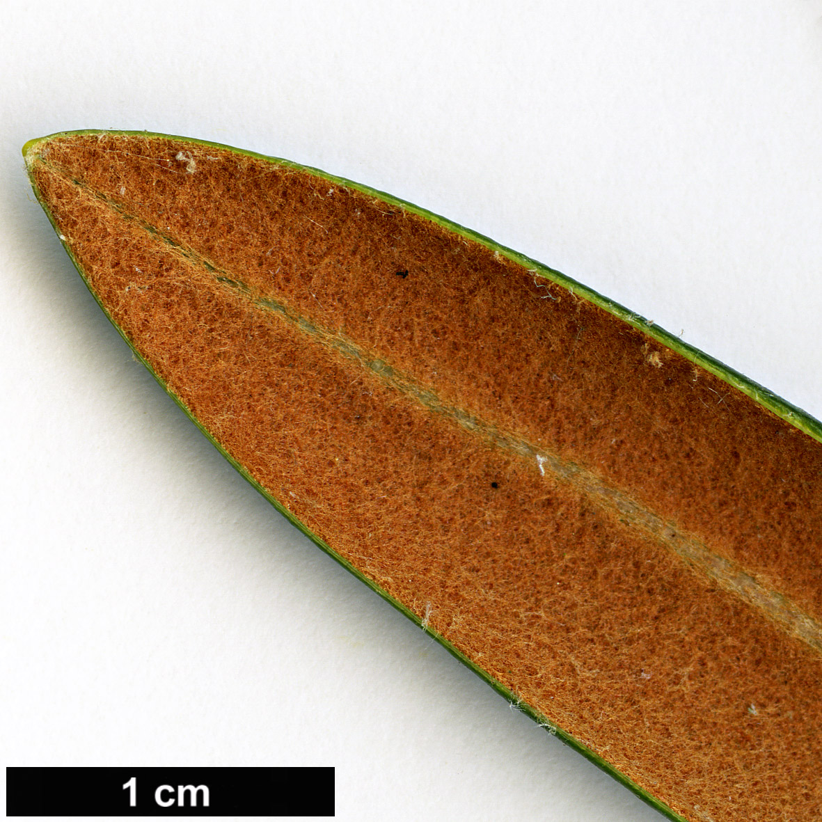 High resolution image: Family: Ericaceae - Genus: Rhododendron - Taxon: degronianum - SpeciesSub: subsp. heptamerum var. micranthum